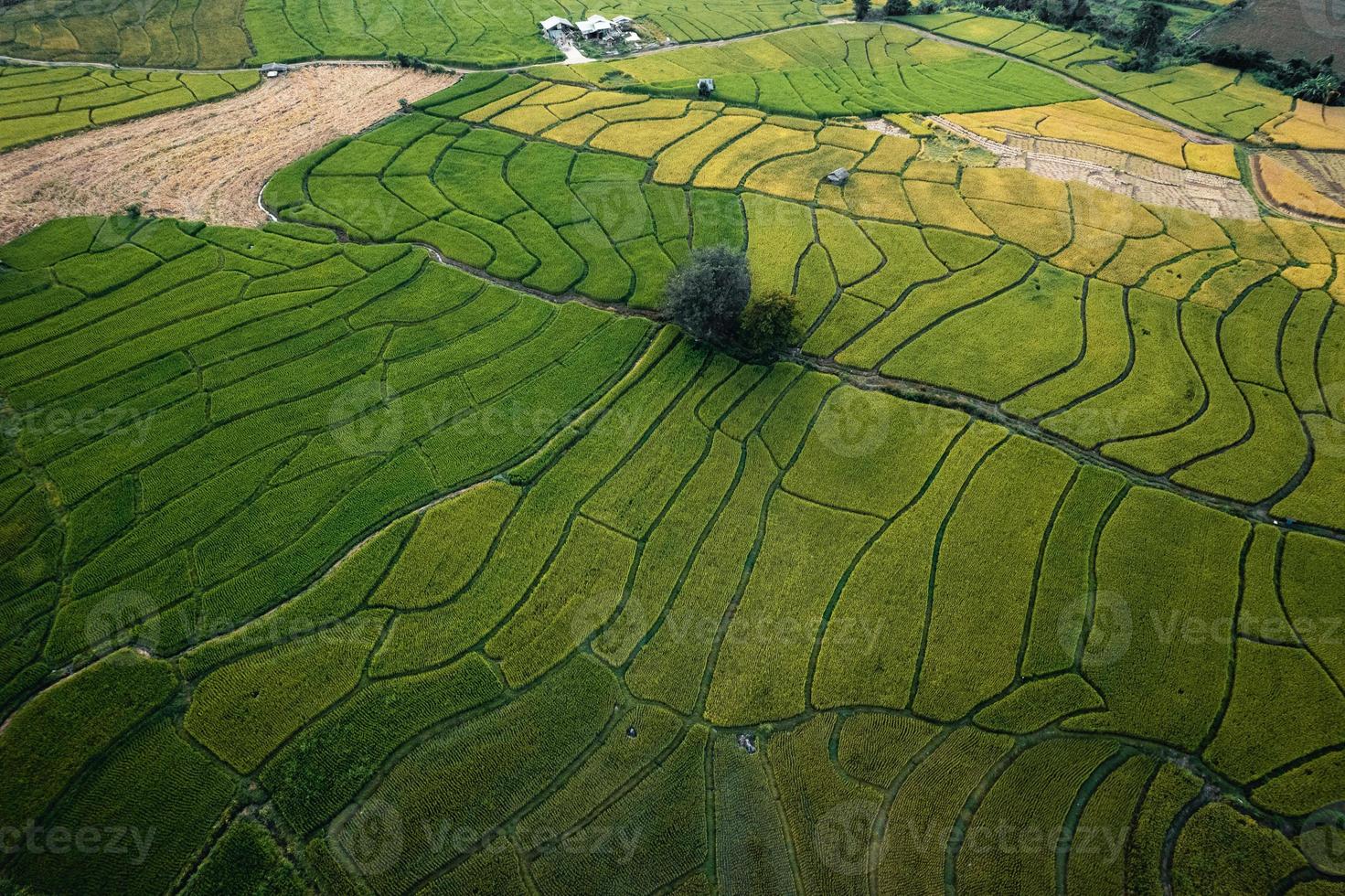 campos verdes de arroz e agricultura vista de alto ângulo foto