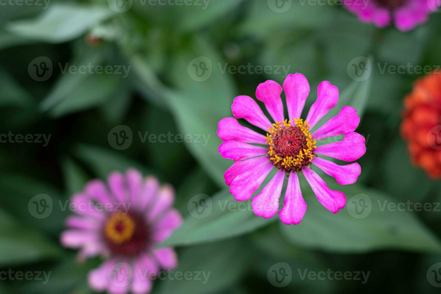 flor gérbera no jardim, o nome científico é gerbera jamesonii foto