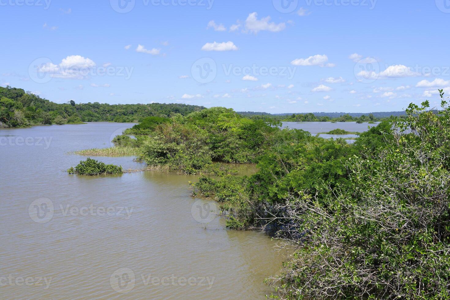 inundado floresta ao longo a Amana rio, amazonas estado, Brasil foto