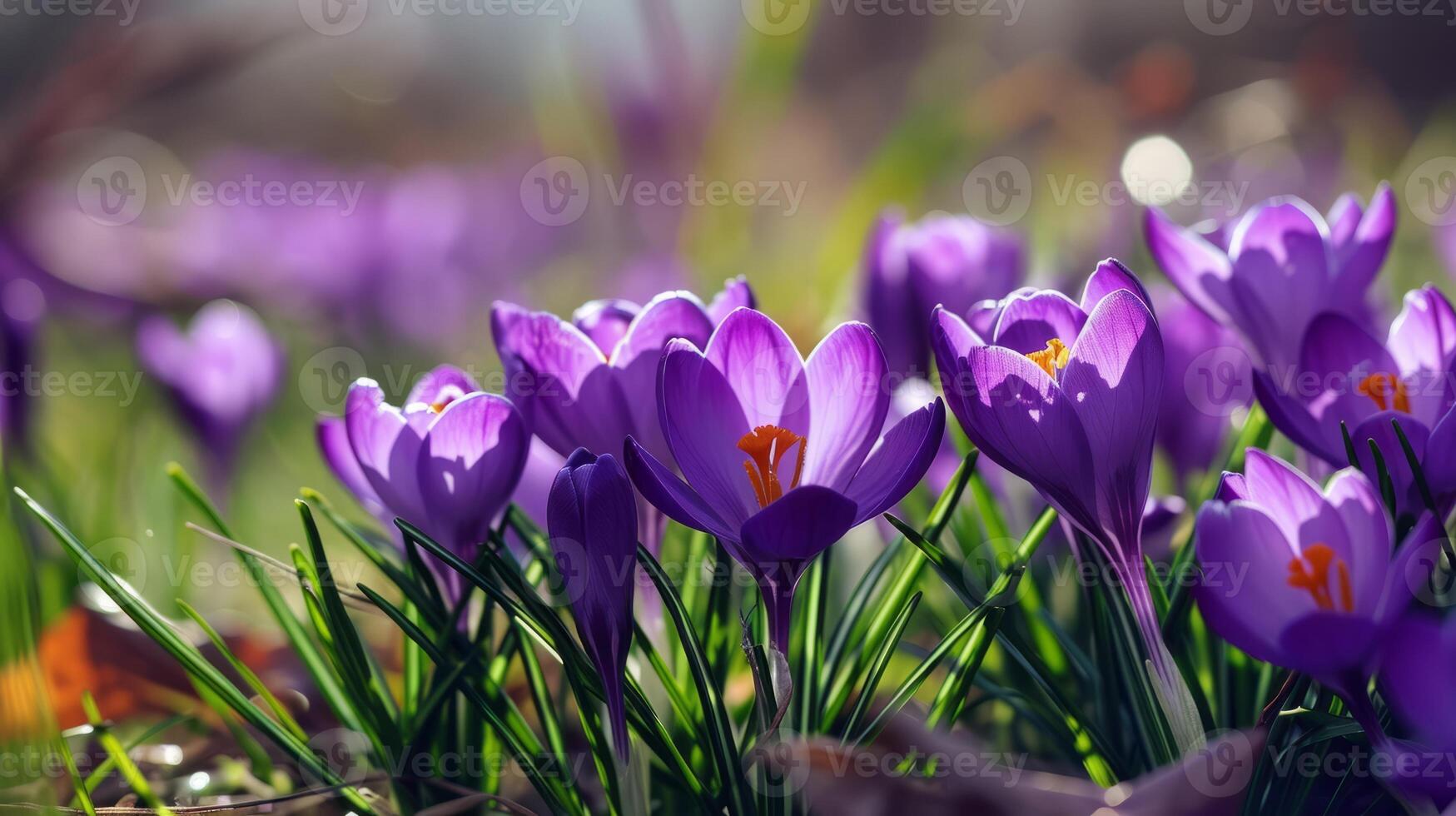 ai gerado selvagem roxa açafrão, Primavera flores foto