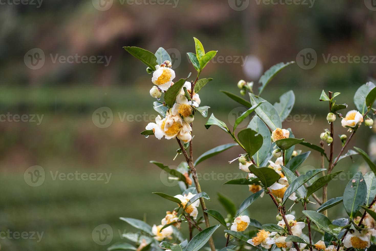 as árvores de chá no jardim de chá estão em plena floração foto