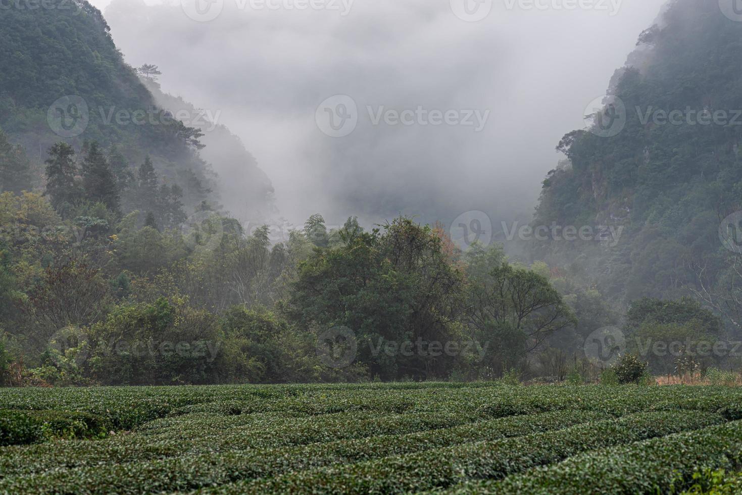 montanha e floresta de chá na neblina matinal foto