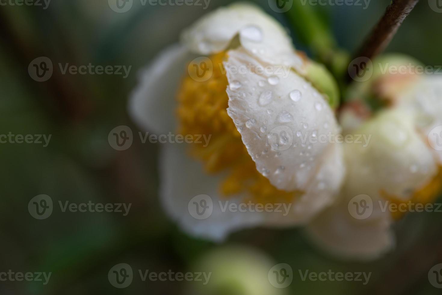 flores da árvore do chá na chuva, pétalas com pingos de chuva foto