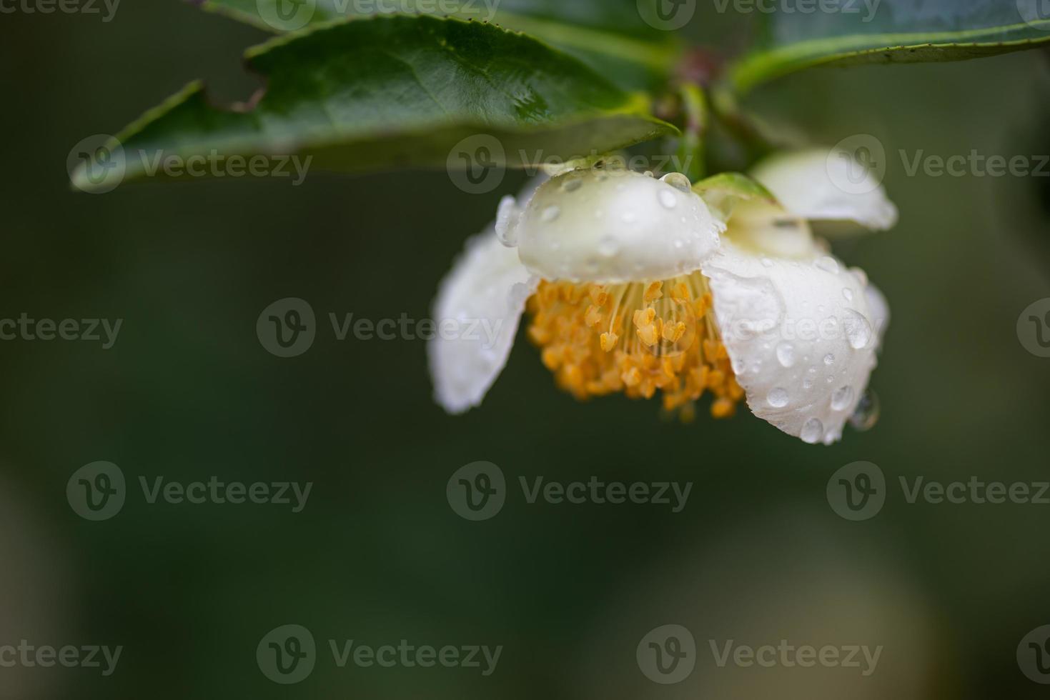 flores da árvore do chá na chuva, pétalas com pingos de chuva foto