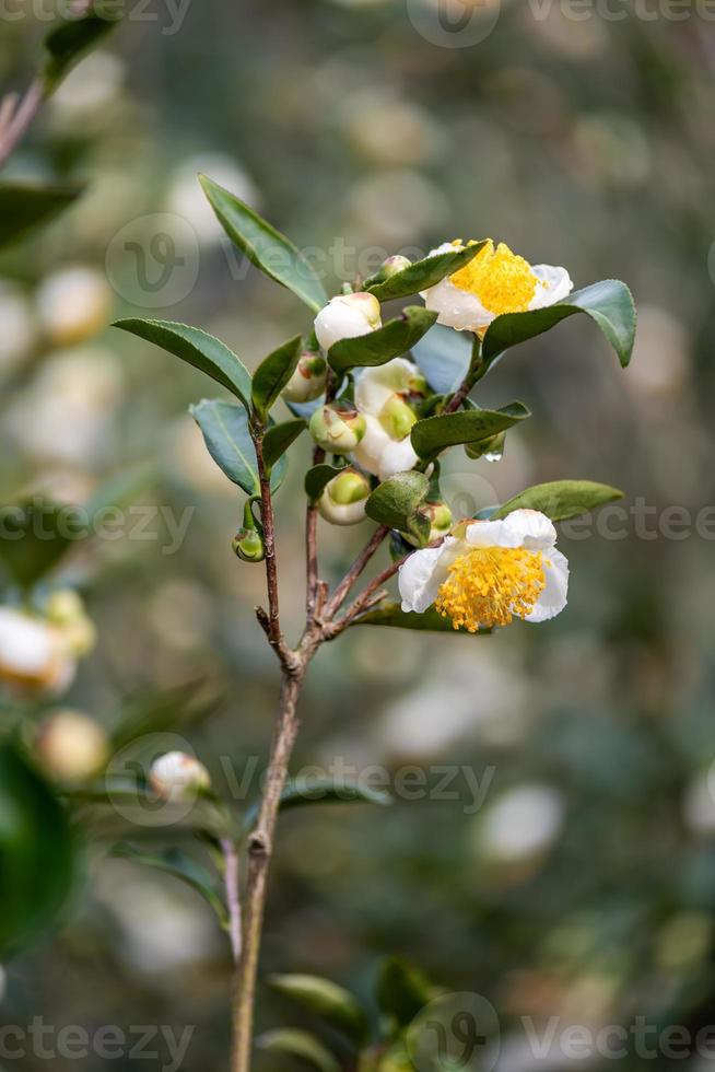 as árvores de chá no jardim de chá estão em plena floração foto