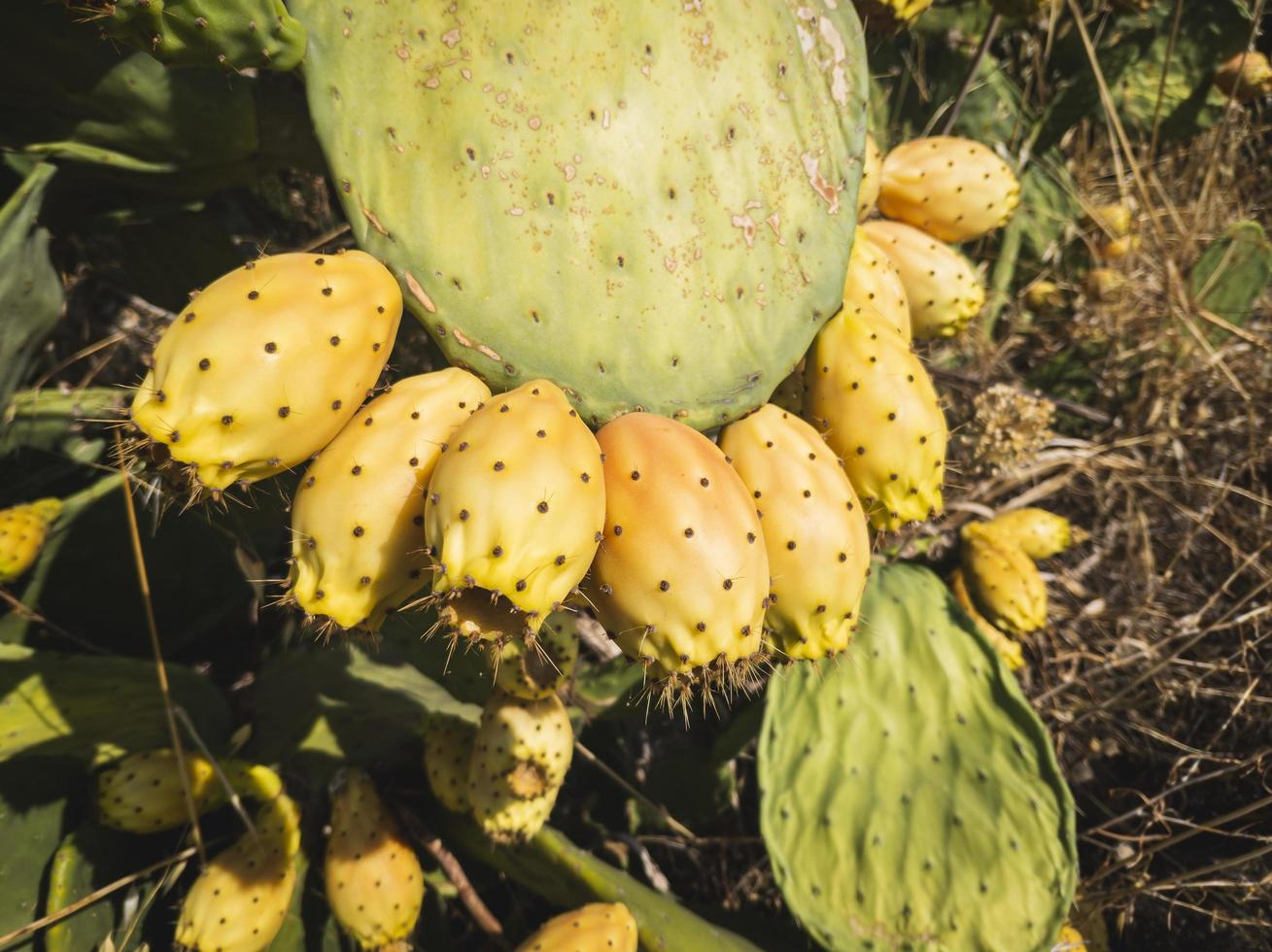 ramos de cacto de sabra, opuntia ficus indica foto