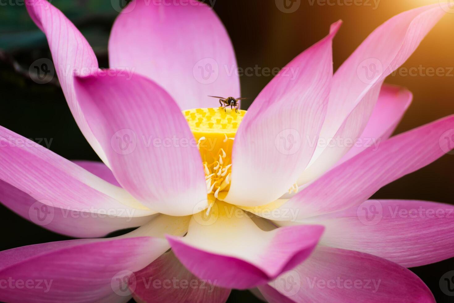 Rosa lótus flor estão florescendo foto