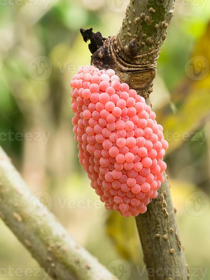 fechar acima do pomacea canaliculata ovos. foto