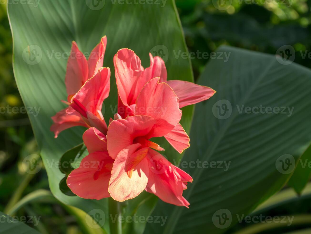 fechar acima do Índia curto flor. foto