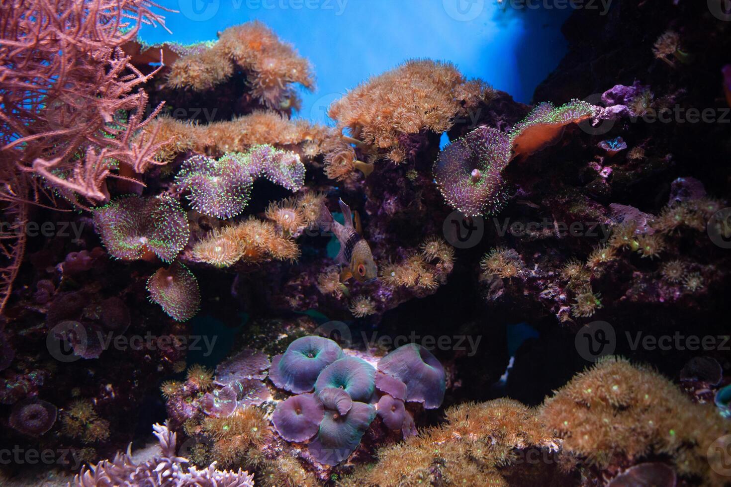 lindo peixe nada dentro a aquário, mar, a oceano. raro exótico peixe dentro natureza. oceanário, o negócio turista. fundo, protetor de tela. foto