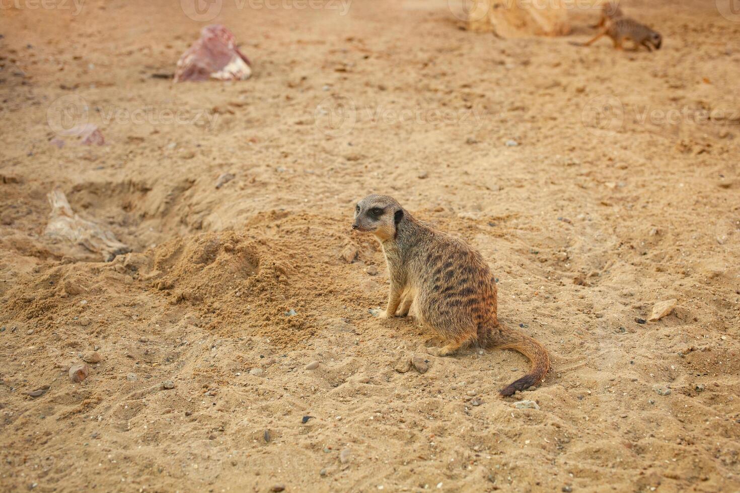 suricatos dentro a bioparque, sentar em areia, escavação, natural habitat. lindo animais, o negócio turismo. pequeno roedores raro exótico animal foto