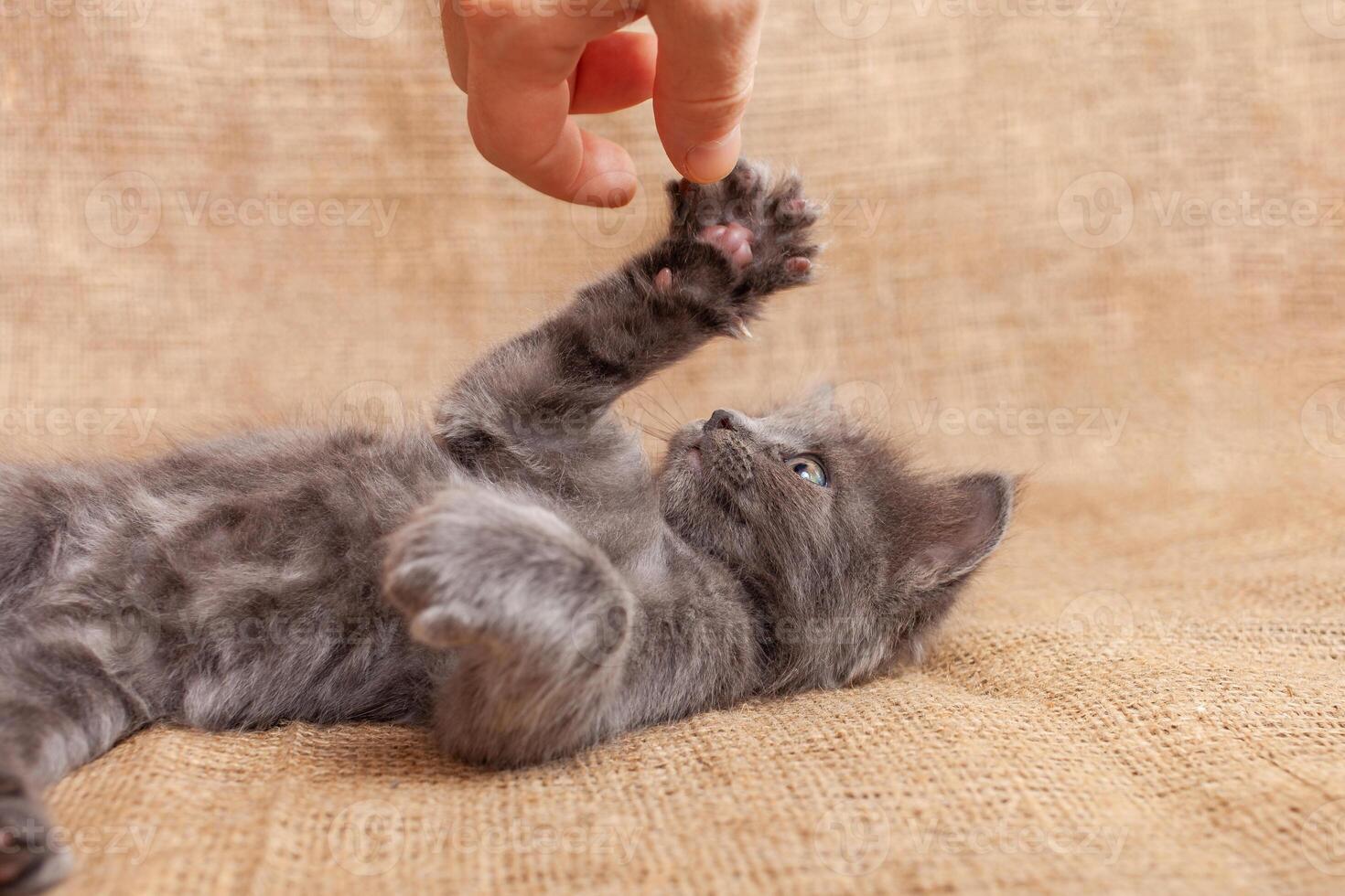 a cinzento cinza gatinho é reproduziu com dele mão, mentiras em dele costas foto