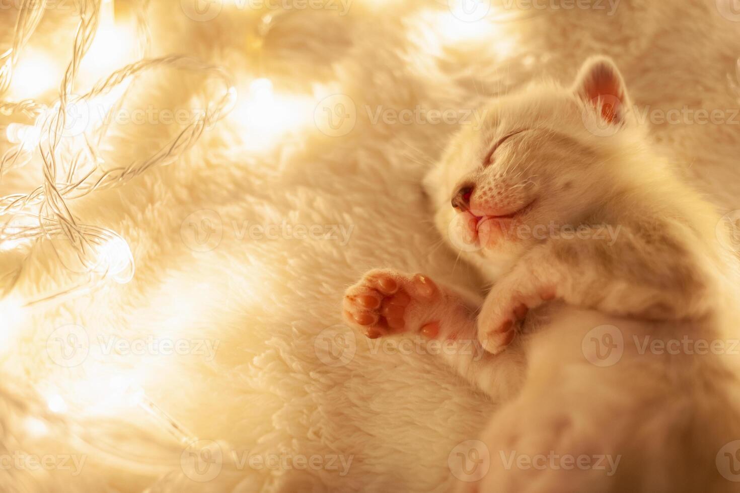 uma branco tigre Bengala gatinho mentiras em uma bege fundo foto