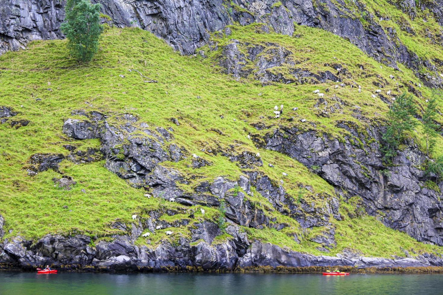 cabras montanhosas e passeios de canoa na bela paisagem do fiorde norueguês. foto