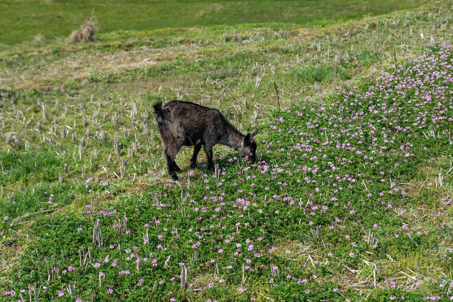 ovelhas pastando na grama no campo foto