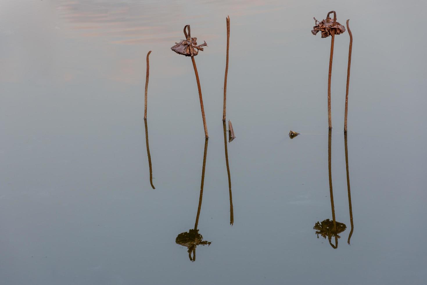 o lótus murcho no lago de lótus no outono foto