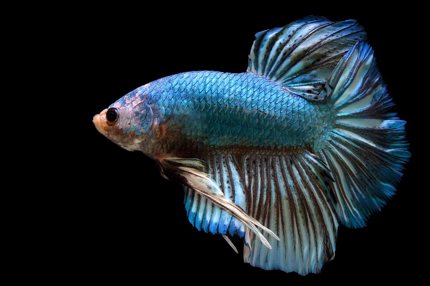 azul monstro gigante betta peixe foto