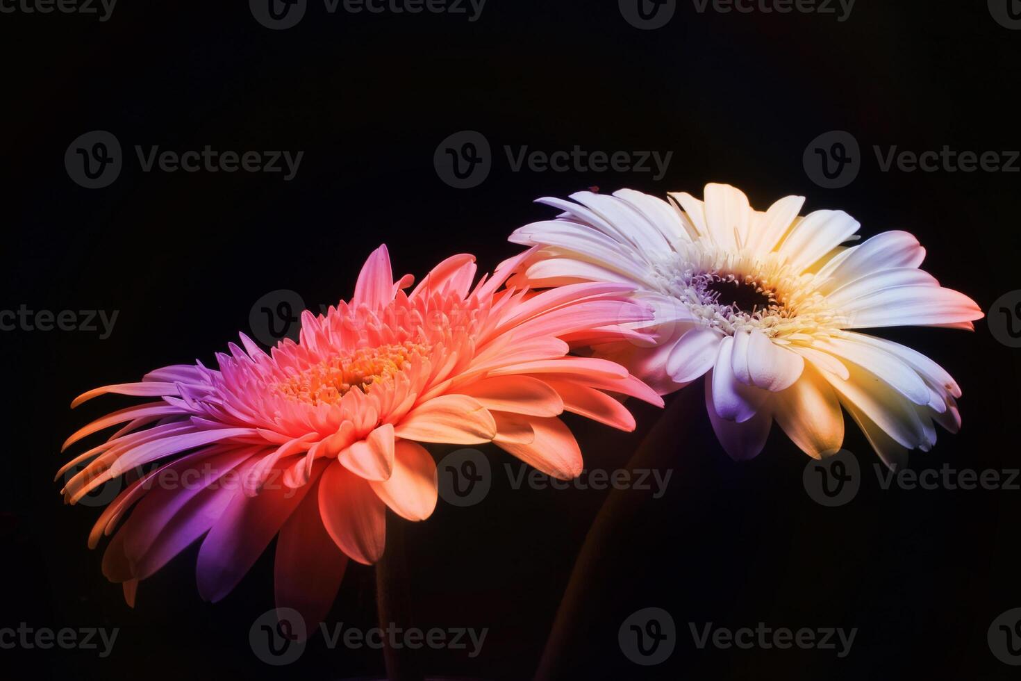 lindo arco Iris gerbera flor, transvaal margarida foto