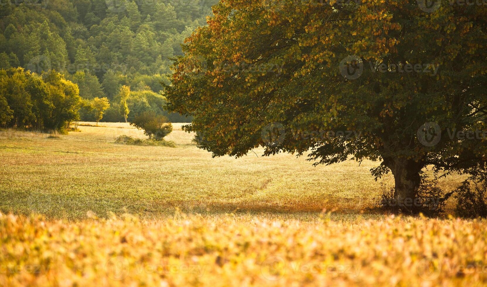 árvore no campo foto