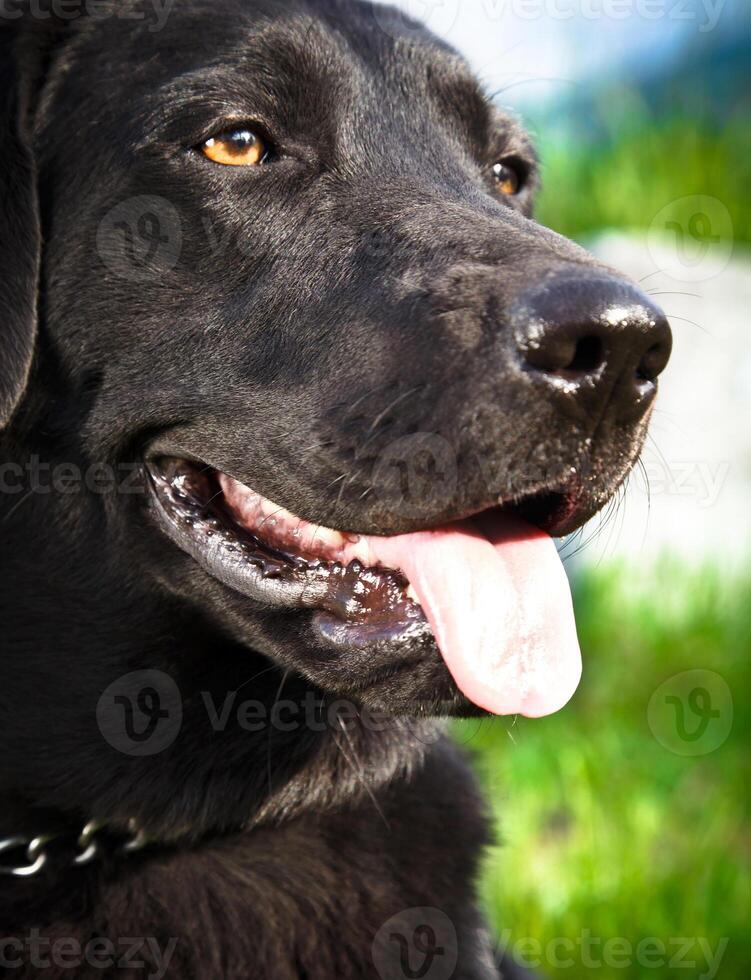 Preto cachorro retrato foto