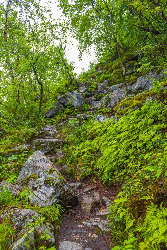 trilhas para caminhadas na natureza norueguesa por florestas de montanhas utladalen noruega. foto