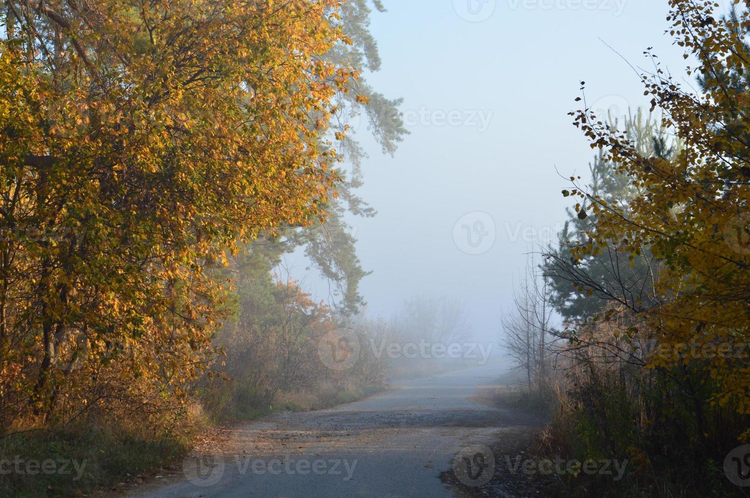 nevoeiro matinal e neblina na floresta e na aldeia foto