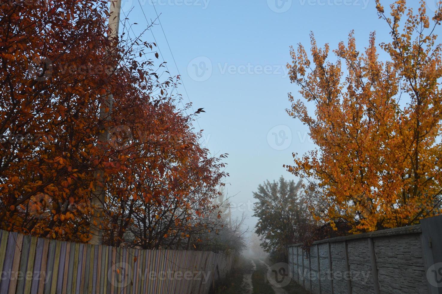 nevoeiro matinal e neblina na floresta e na aldeia foto