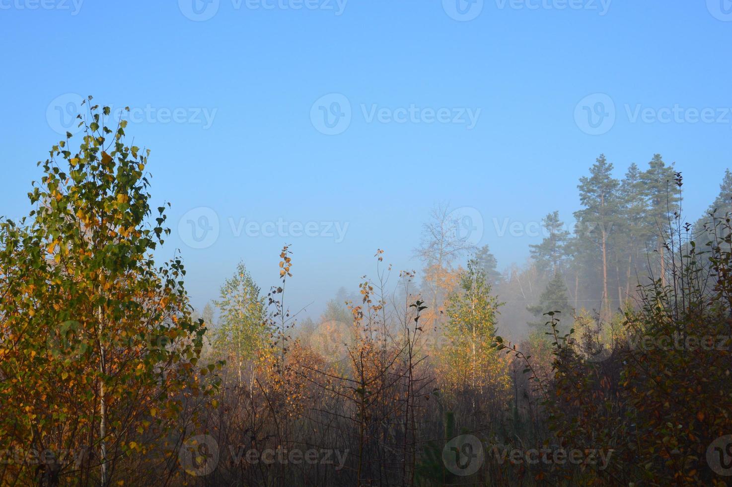 nevoeiro matinal e neblina na floresta e na aldeia foto