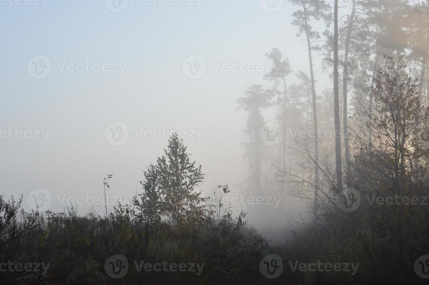 nevoeiro matinal e neblina na floresta e na aldeia foto