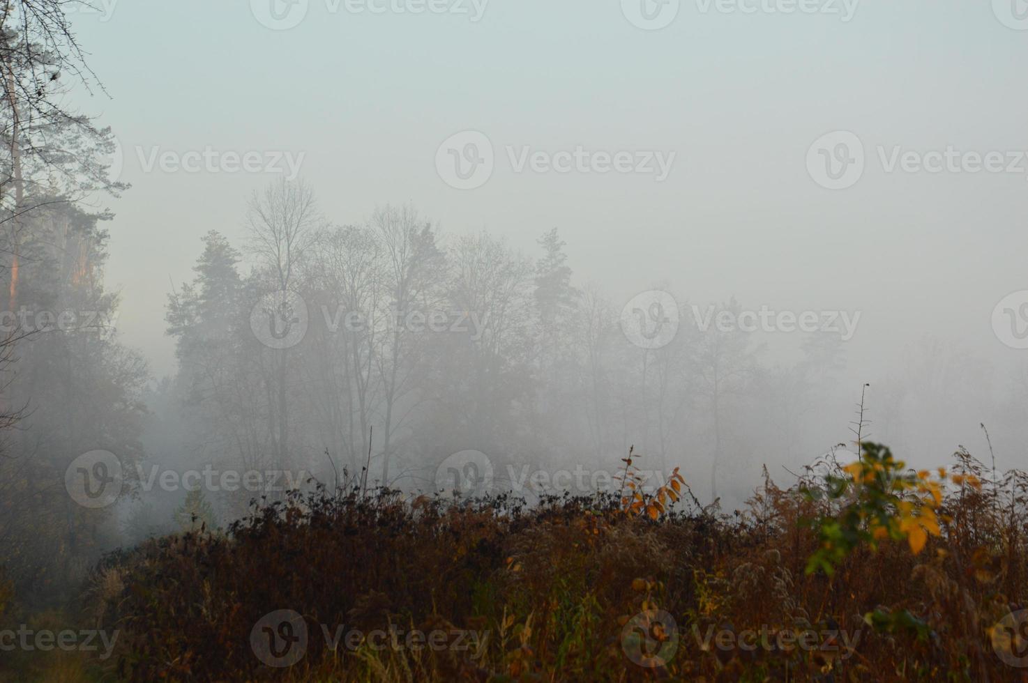 nevoeiro matinal e neblina na floresta e na aldeia foto