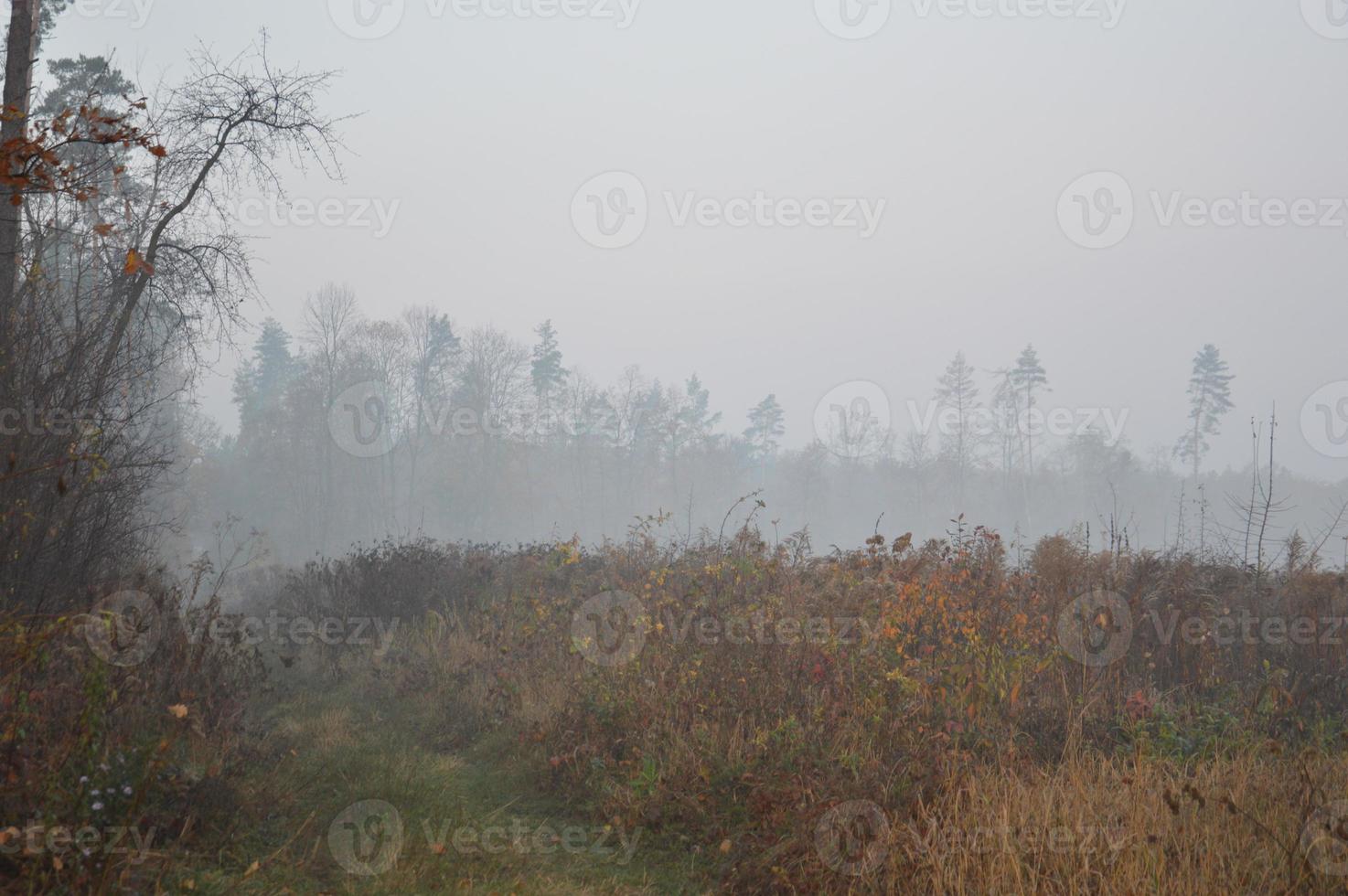 nevoeiro matinal e neblina na floresta e na aldeia foto