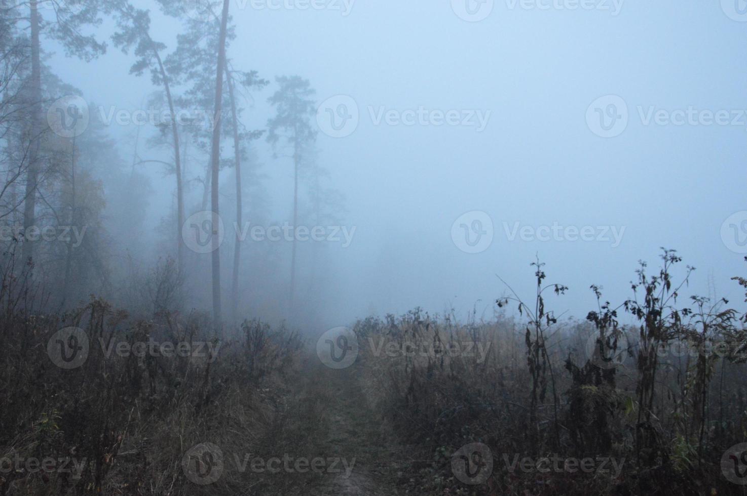 nevoeiro matinal após uma noite na floresta foto