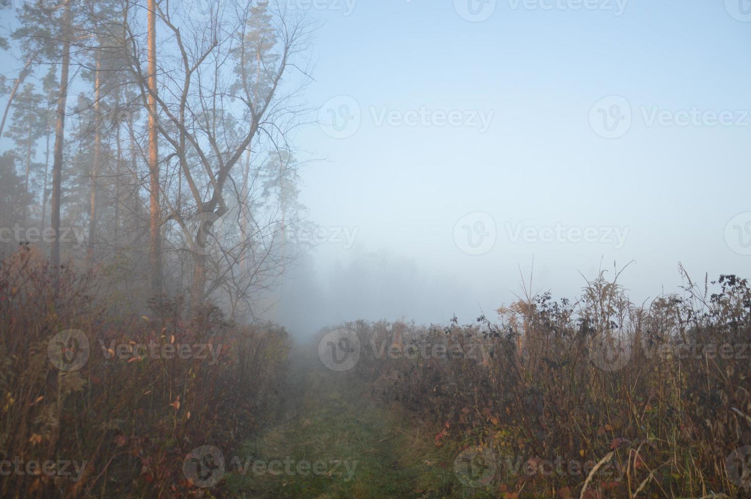 nevoeiro matinal e neblina na floresta e na aldeia foto