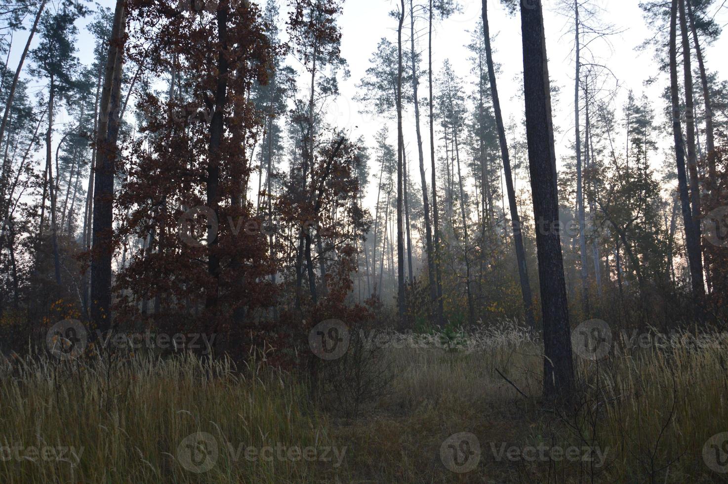 nevoeiro matinal e neblina na floresta e na aldeia foto