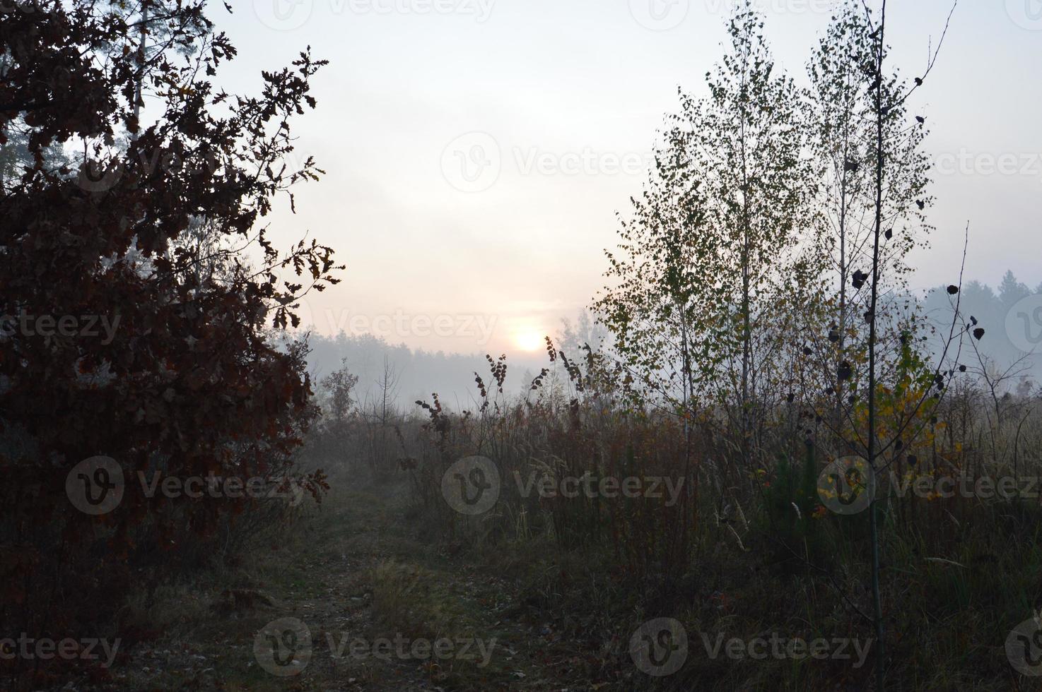 nevoeiro matinal e neblina na floresta e na aldeia foto