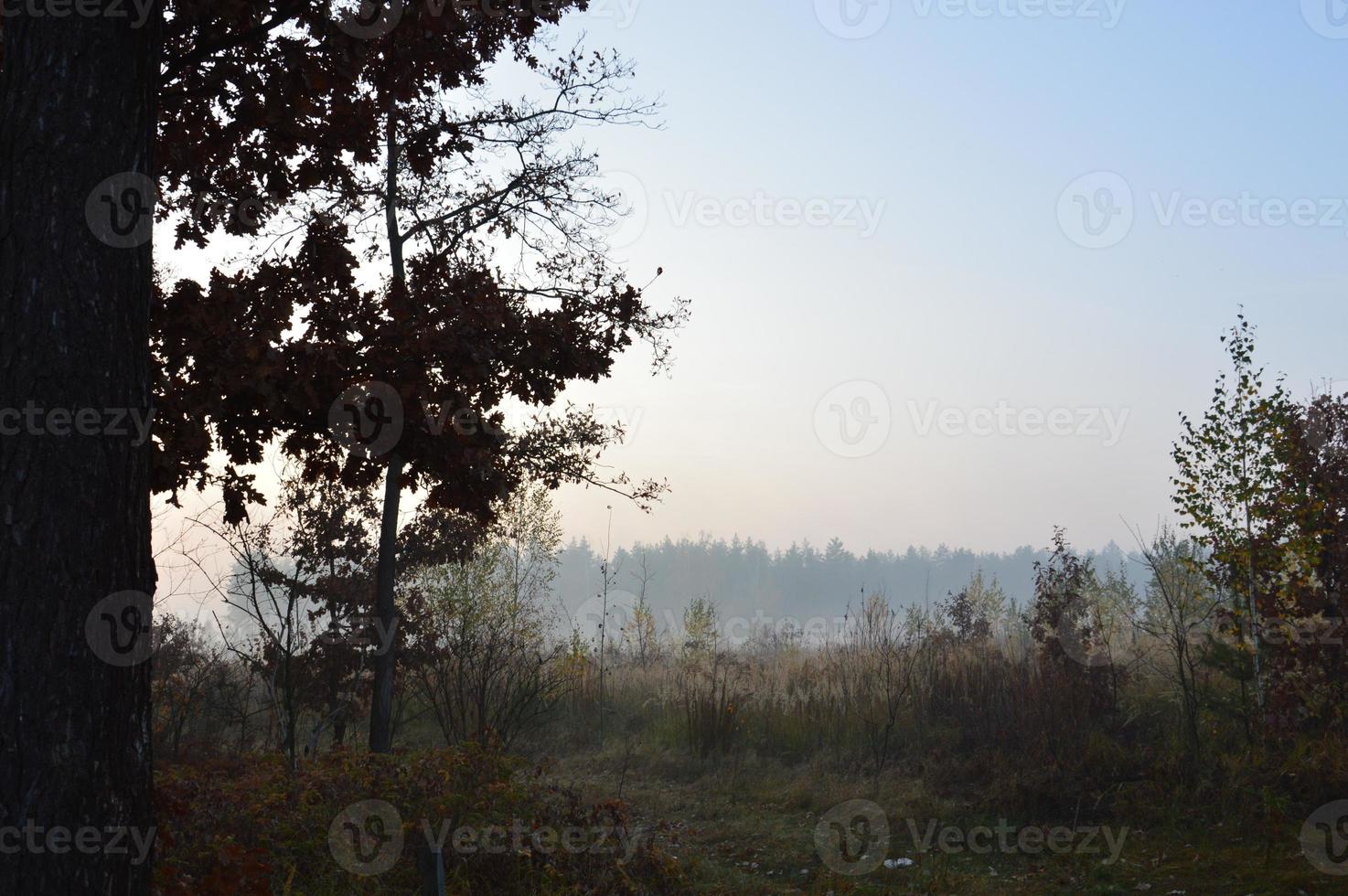 nevoeiro matinal e neblina na floresta e na aldeia foto