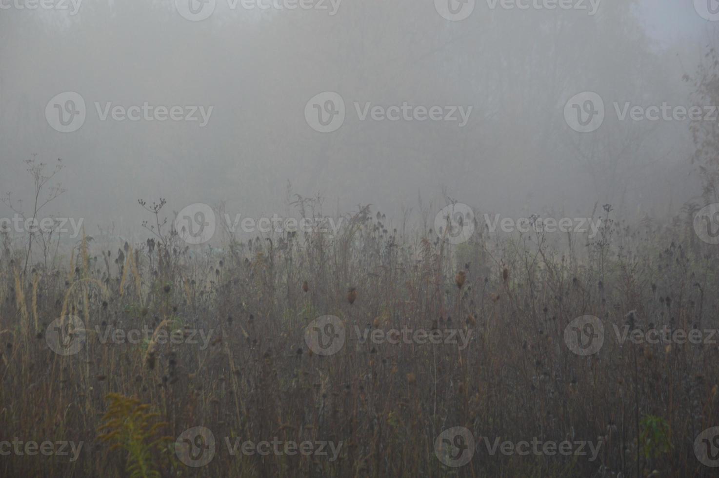 nevoeiro matinal e neblina na floresta e na aldeia foto