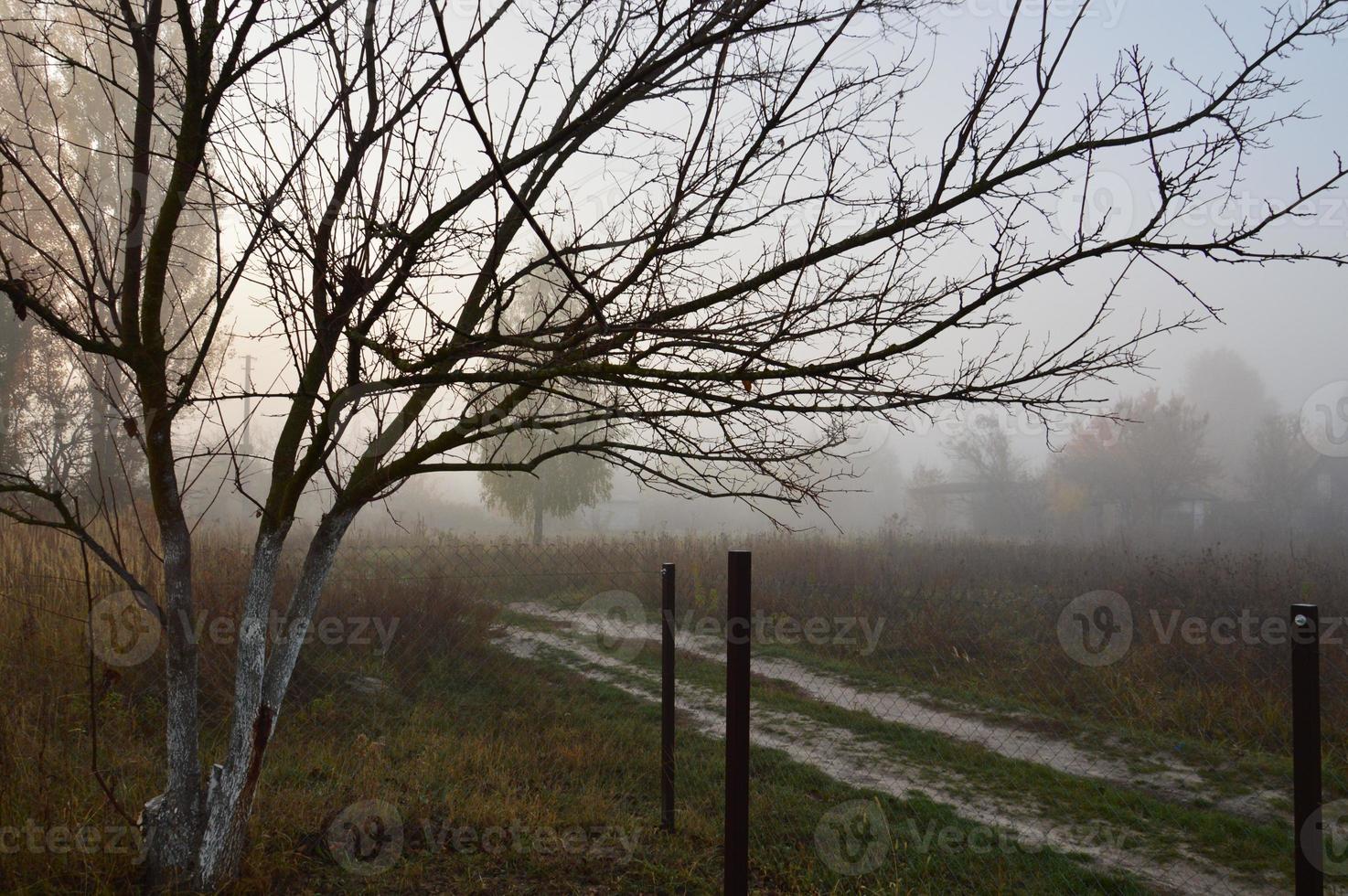 nevoeiro matinal e neblina na floresta e na aldeia foto