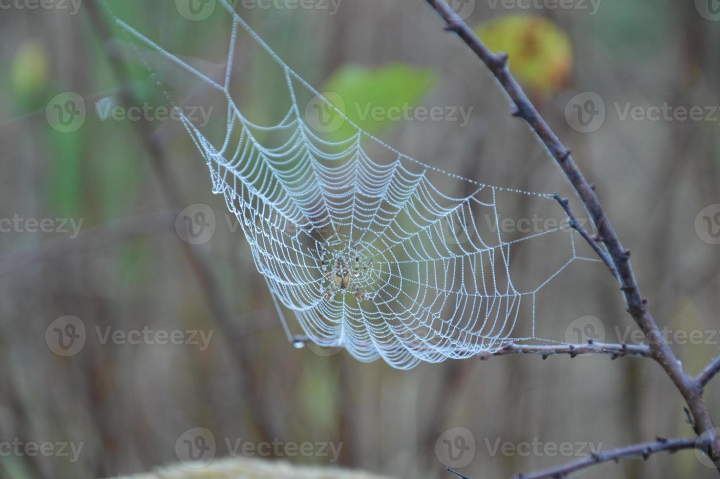 closeup teia de aranha em plantas e árvores foto