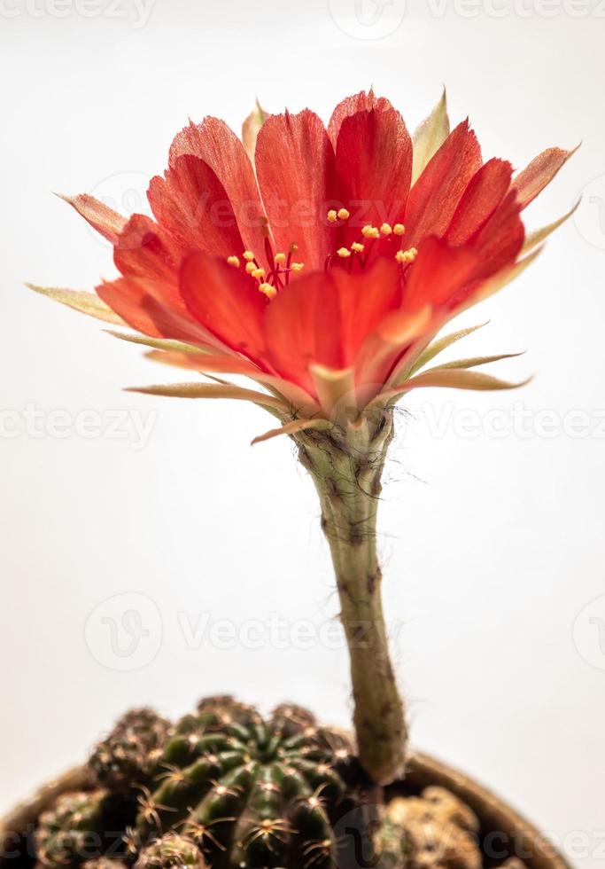 pétala delicada de cor vermelha com flor peluda e fofa de cacto echinopsis foto