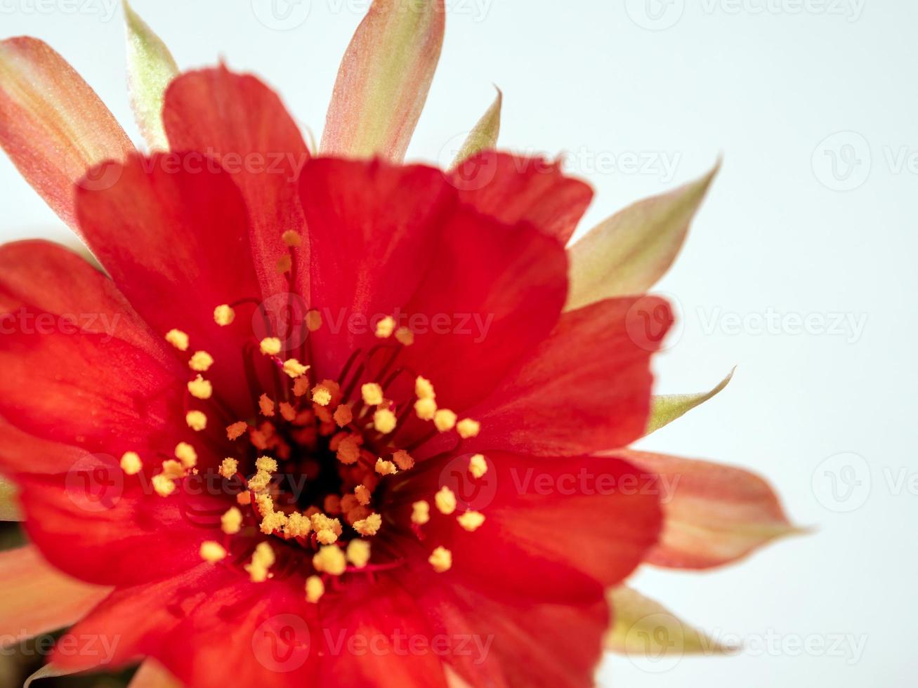 pétala delicada de cor vermelha com flor peluda e fofa de cacto echinopsis foto