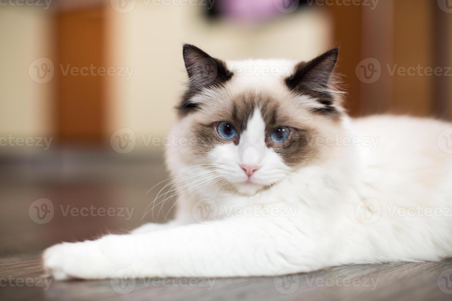 lindo jovem branco de raça pura boneca de pano gato com azul olhos foto