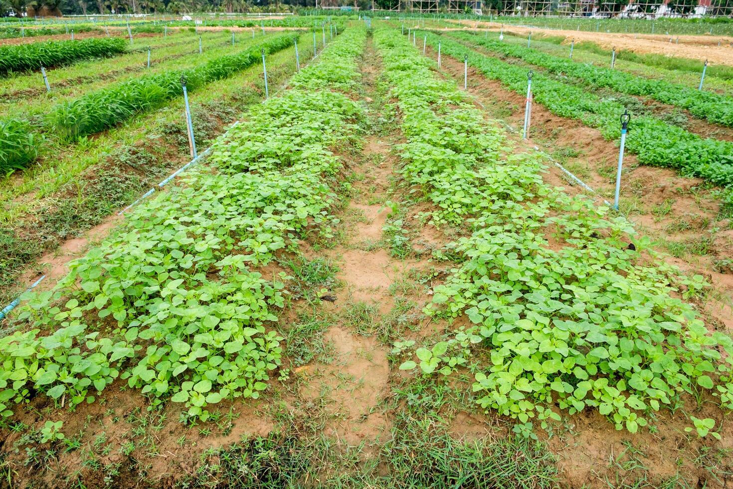 cultivo plantio legumes dentro jardim foto