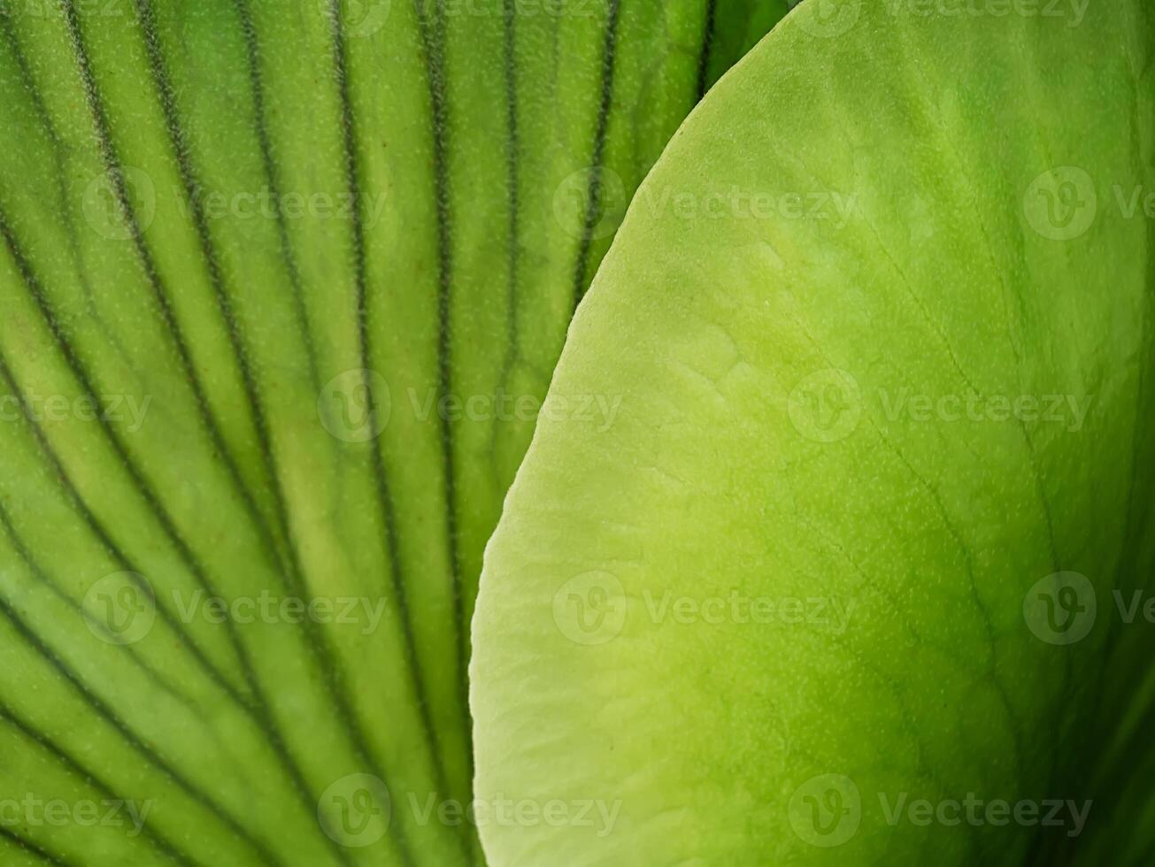 textura do samambaia folhas foto