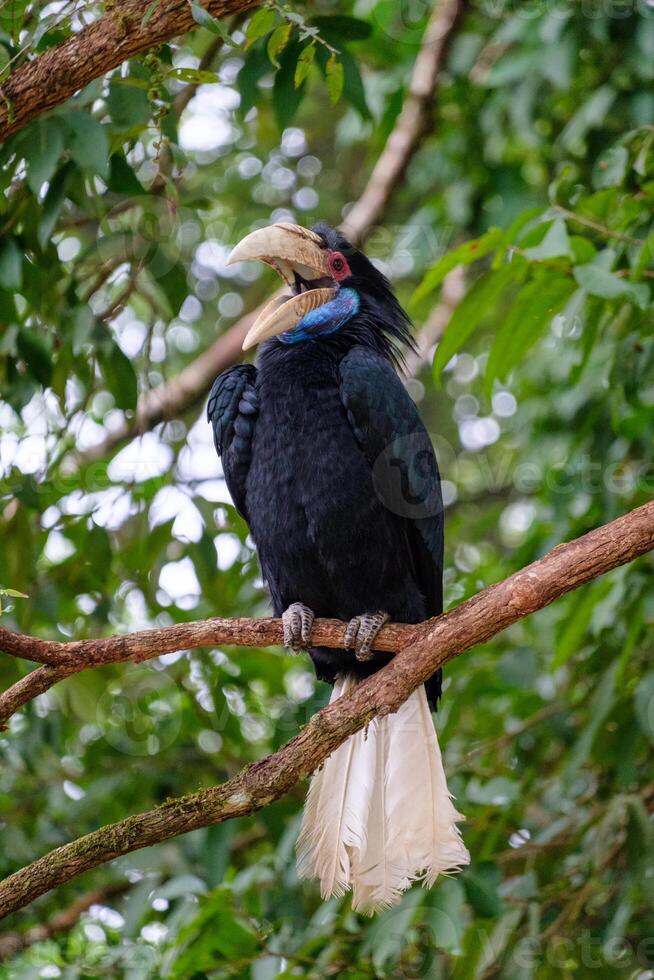 grande pássaro calau azul pescoço empoleirado em árvore dentro parque foto