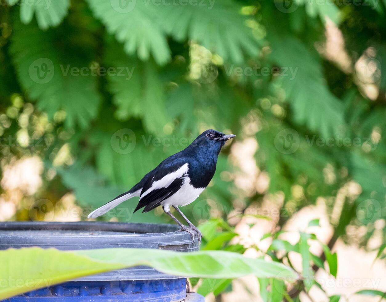 oriental pega robin, copísico saularis, pássaro segurando foto