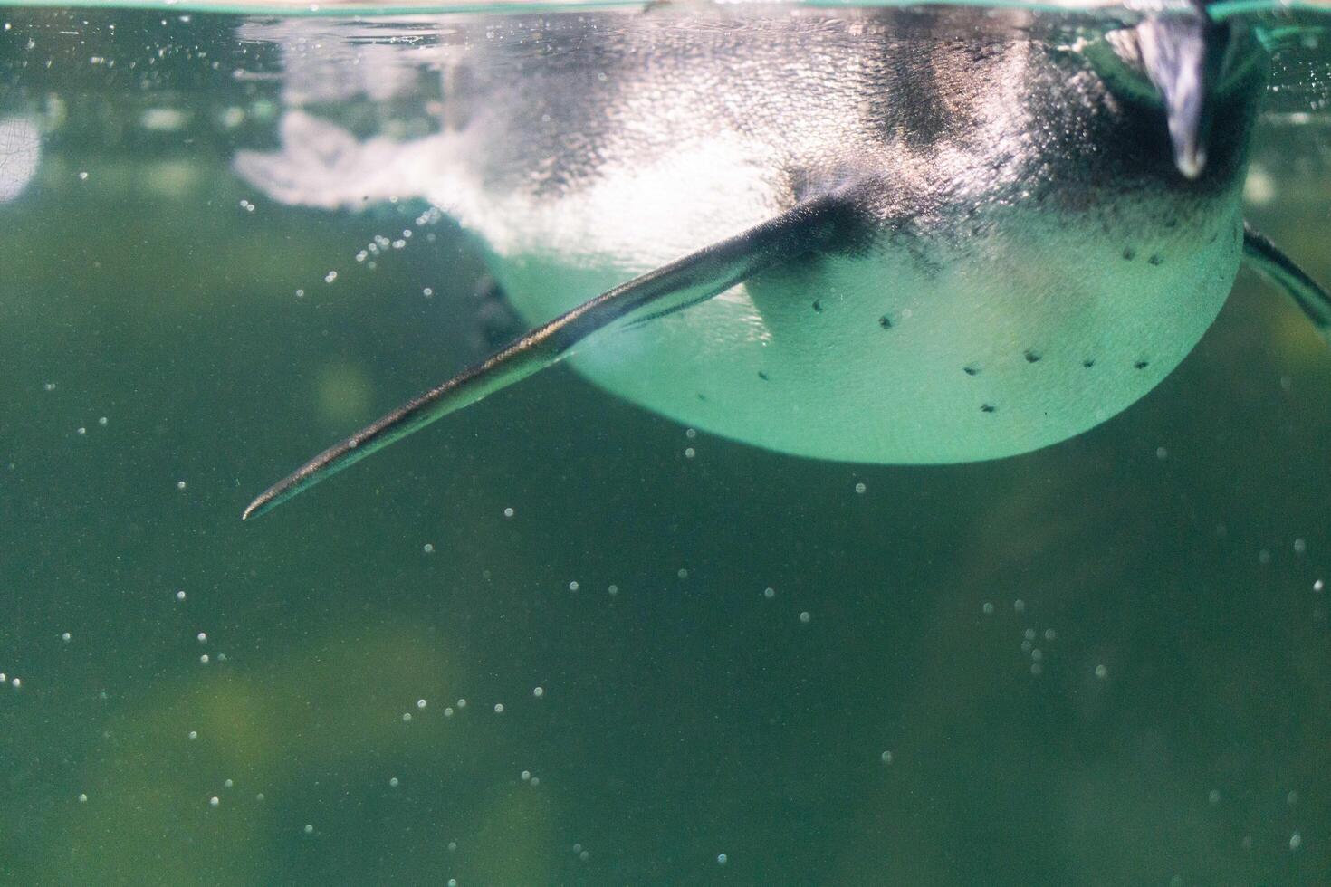 uma pinguim natação dentro a água com Está cabeça acima a da água superfície e debaixo a água superfície foto