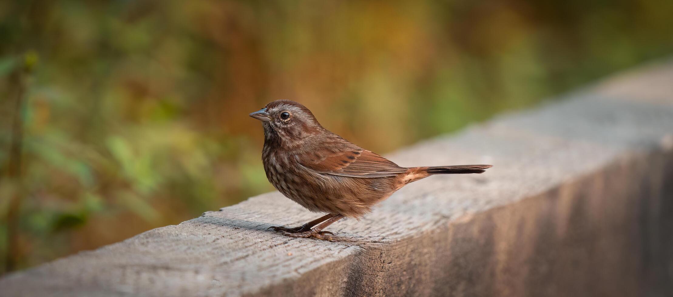 uma pequeno Castanho pássaro é em pé em uma de madeira borda foto