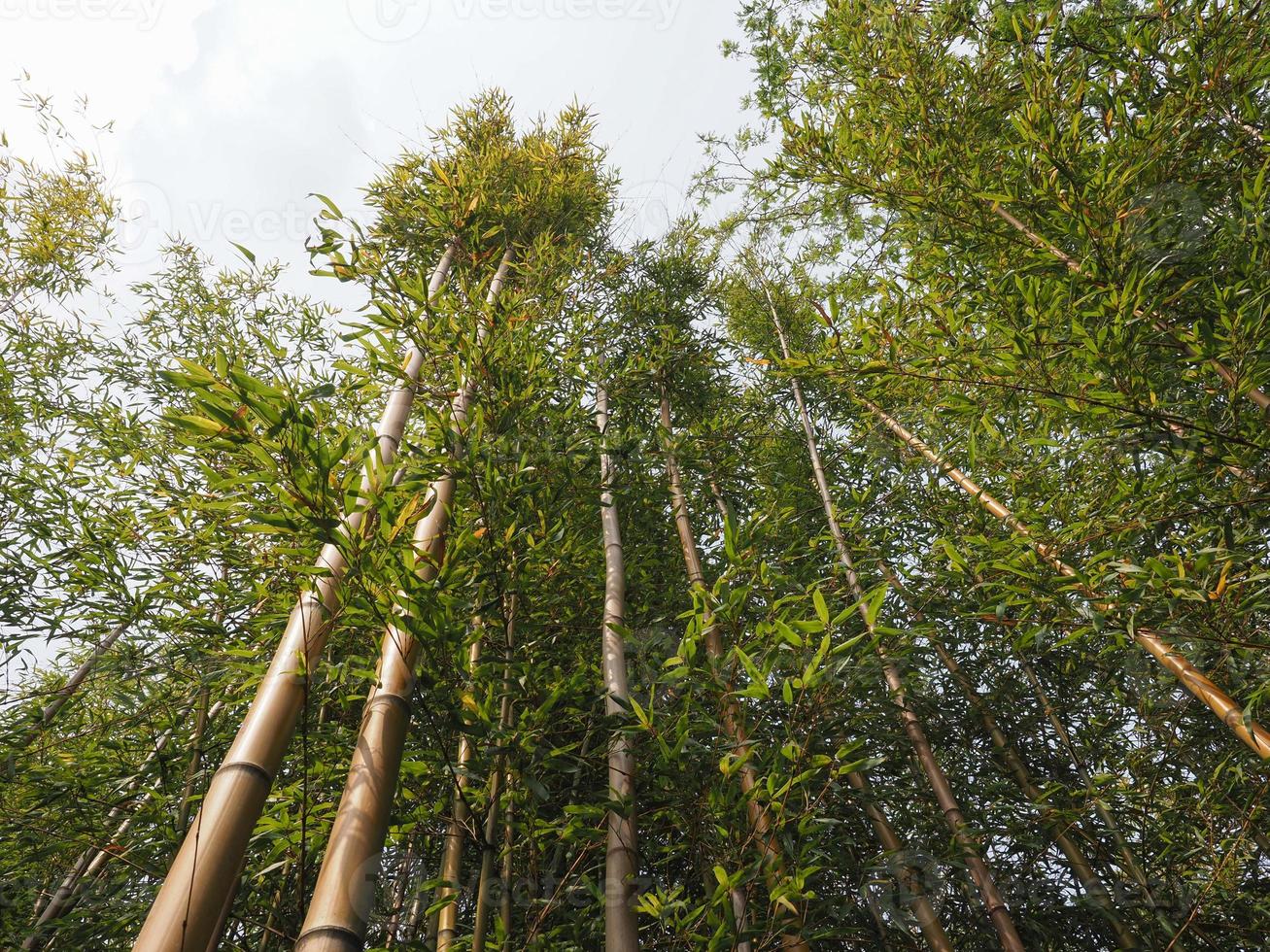 fundo de bambusoideae de árvore de bambu foto