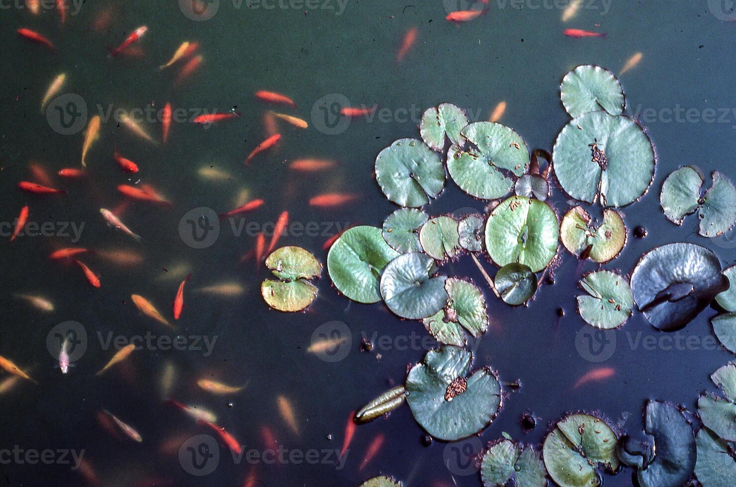 uma lagoa com muitos peixe e água lírios foto